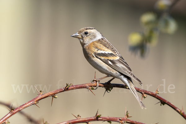 Bergfink (Fringilla montifringilla)