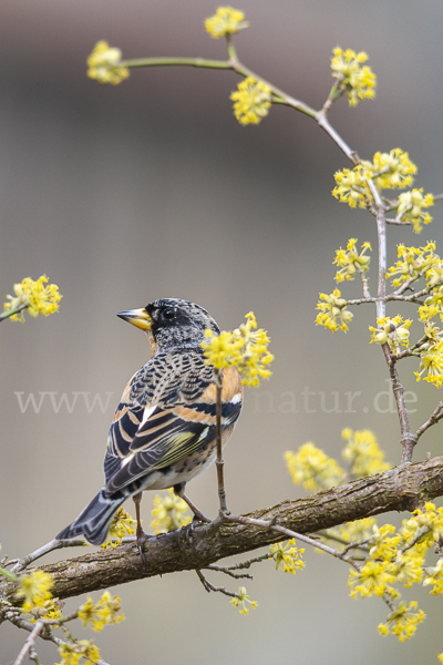 Bergfink (Fringilla montifringilla)