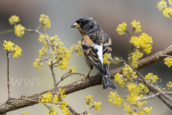 Bergfink (Fringilla montifringilla)