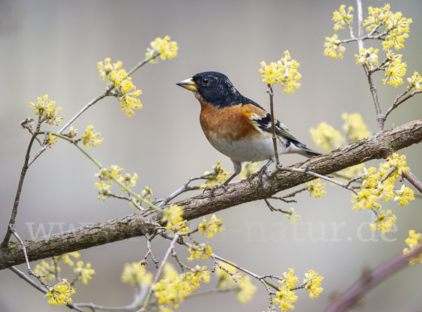 Bergfink (Fringilla montifringilla)