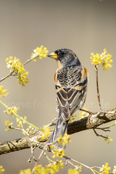 Bergfink (Fringilla montifringilla)