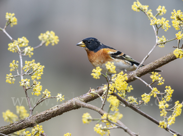 Bergfink (Fringilla montifringilla)