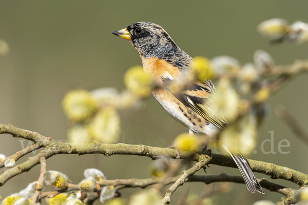 Bergfink (Fringilla montifringilla)