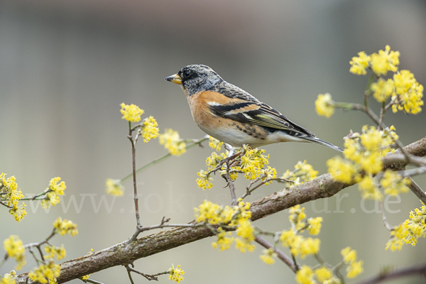 Bergfink (Fringilla montifringilla)