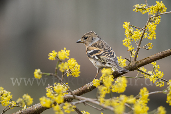 Bergfink (Fringilla montifringilla)