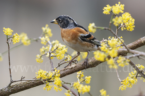 Bergfink (Fringilla montifringilla)