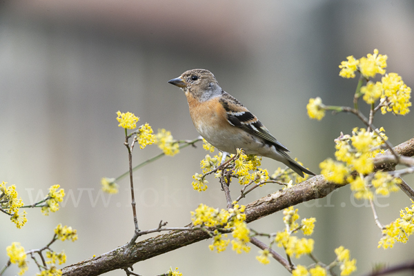 Bergfink (Fringilla montifringilla)