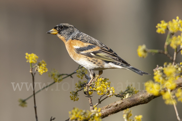 Bergfink (Fringilla montifringilla)