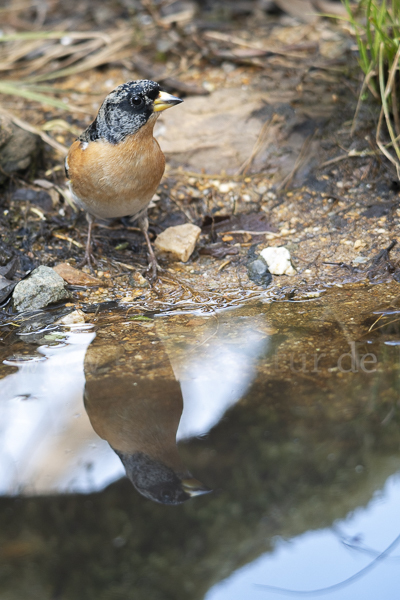 Bergfink (Fringilla montifringilla)