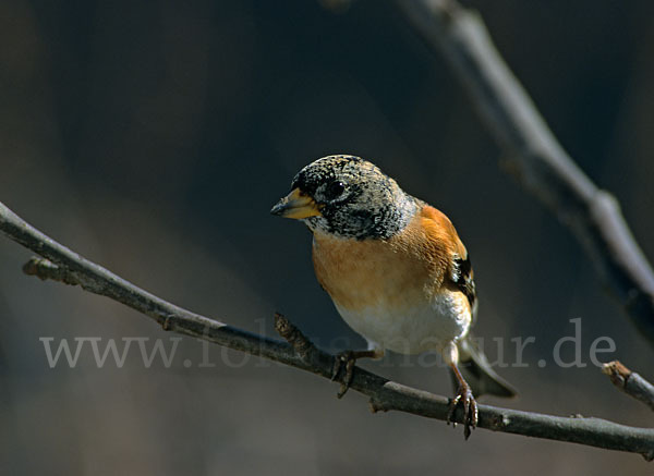 Bergfink (Fringilla montifringilla)