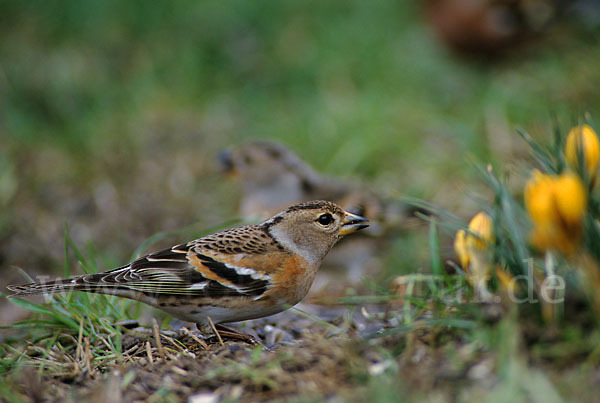 Bergfink (Fringilla montifringilla)