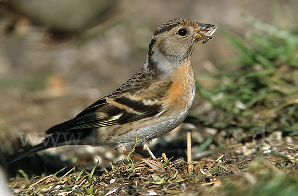 Bergfink (Fringilla montifringilla)