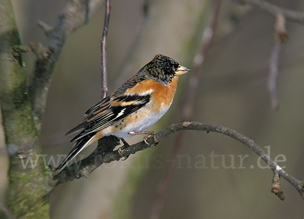 Bergfink (Fringilla montifringilla)