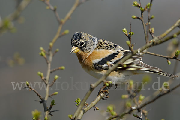 Bergfink (Fringilla montifringilla)