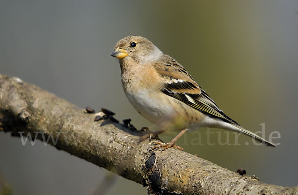 Bergfink (Fringilla montifringilla)