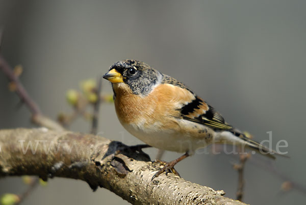 Bergfink (Fringilla montifringilla)