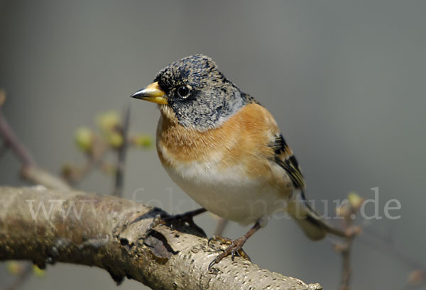 Bergfink (Fringilla montifringilla)