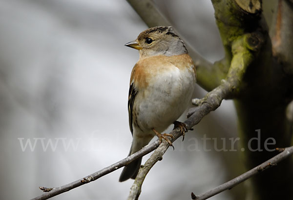 Bergfink (Fringilla montifringilla)