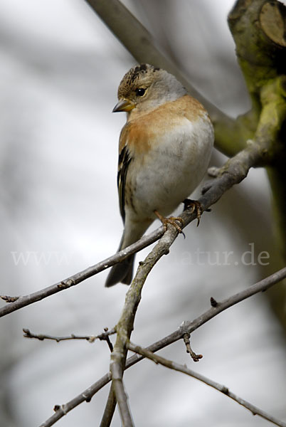 Bergfink (Fringilla montifringilla)