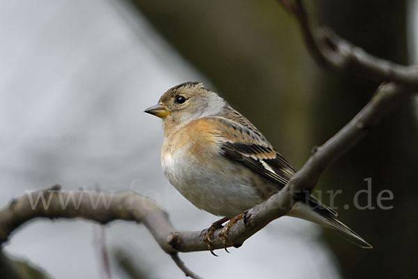 Bergfink (Fringilla montifringilla)