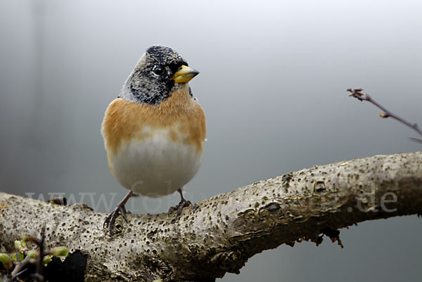 Bergfink (Fringilla montifringilla)