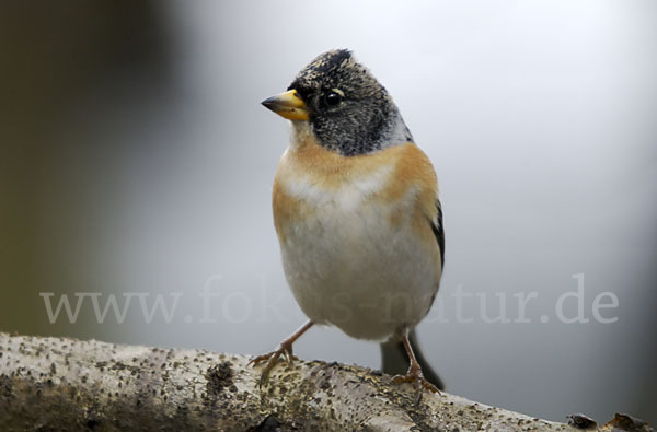 Bergfink (Fringilla montifringilla)