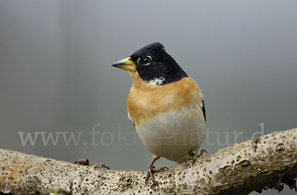 Bergfink (Fringilla montifringilla)