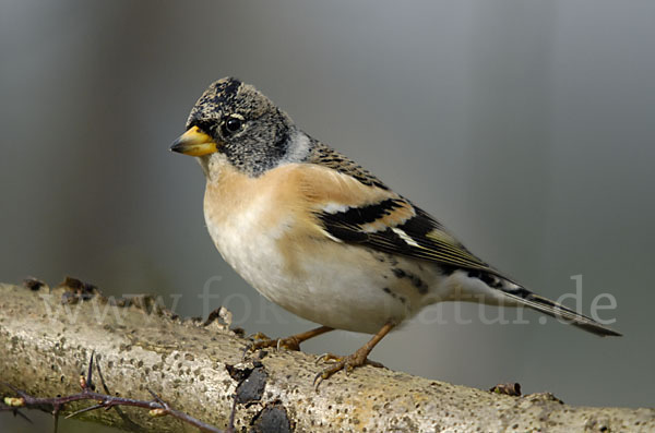 Bergfink (Fringilla montifringilla)