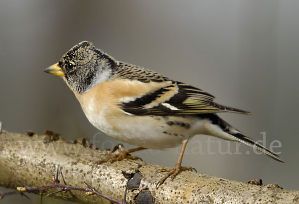 Bergfink (Fringilla montifringilla)