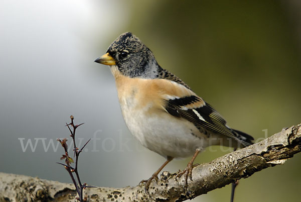 Bergfink (Fringilla montifringilla)