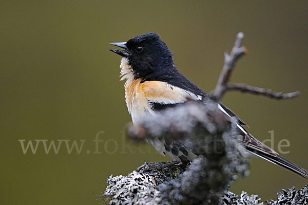 Bergfink (Fringilla montifringilla)