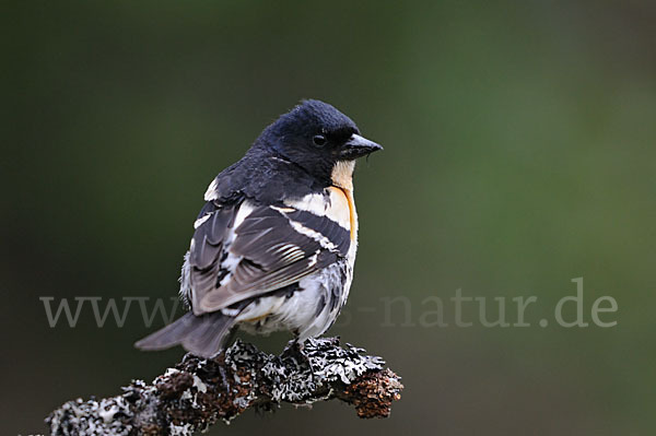 Bergfink (Fringilla montifringilla)