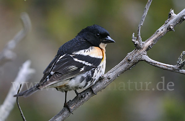 Bergfink (Fringilla montifringilla)