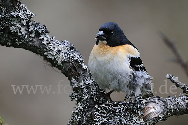 Bergfink (Fringilla montifringilla)