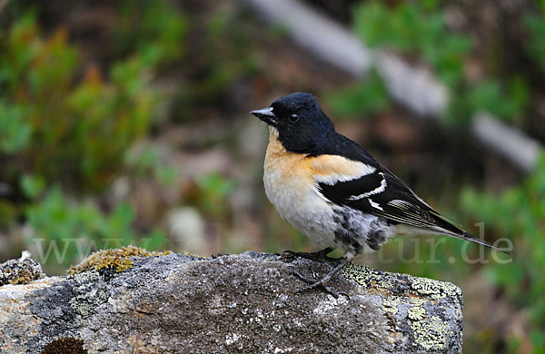 Bergfink (Fringilla montifringilla)