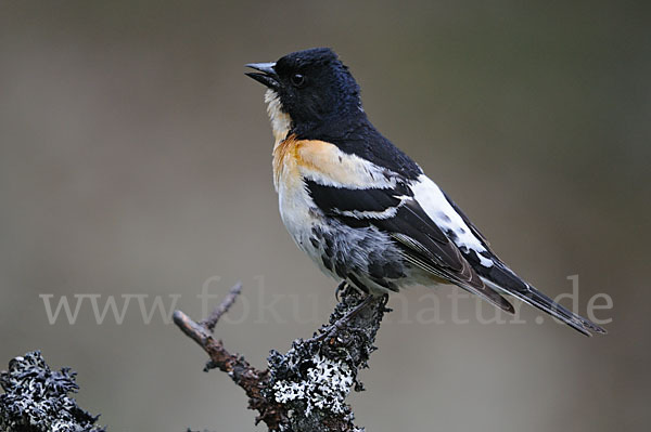 Bergfink (Fringilla montifringilla)