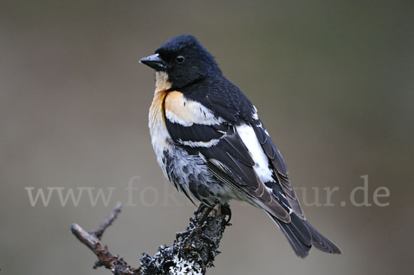 Bergfink (Fringilla montifringilla)