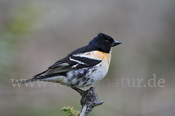 Bergfink (Fringilla montifringilla)