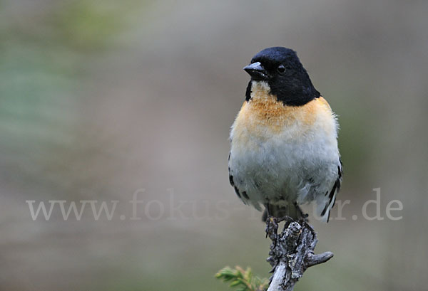 Bergfink (Fringilla montifringilla)