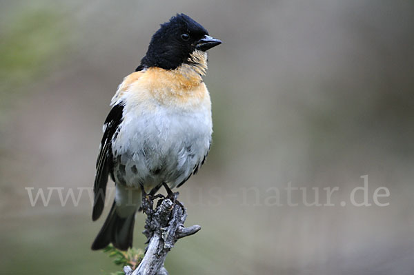 Bergfink (Fringilla montifringilla)