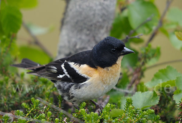 Bergfink (Fringilla montifringilla)