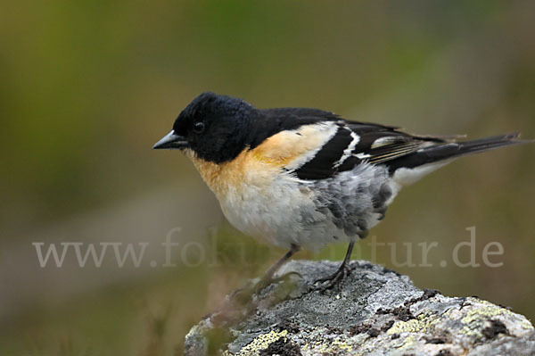 Bergfink (Fringilla montifringilla)