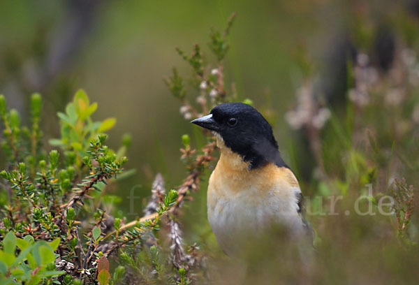 Bergfink (Fringilla montifringilla)