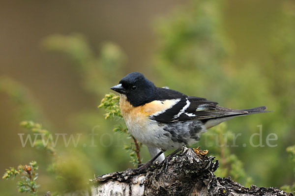 Bergfink (Fringilla montifringilla)