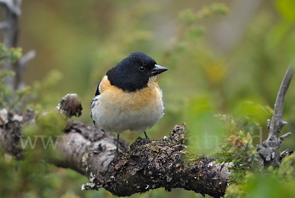 Bergfink (Fringilla montifringilla)