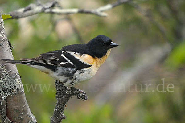 Bergfink (Fringilla montifringilla)