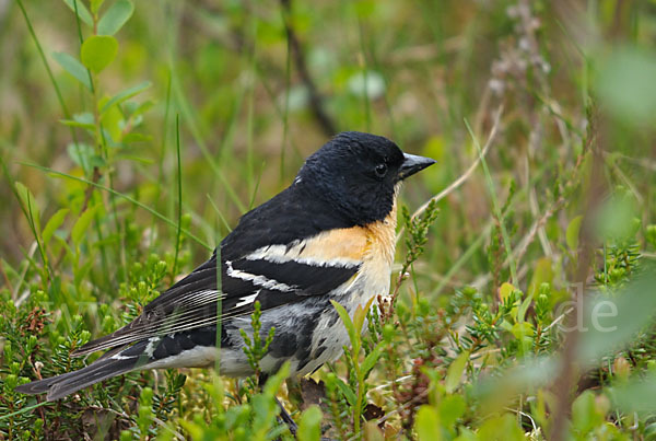 Bergfink (Fringilla montifringilla)