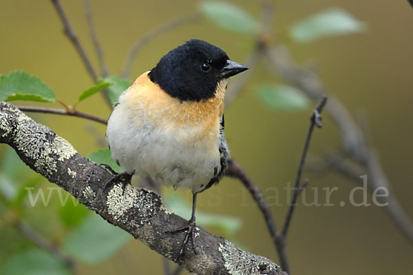 Bergfink (Fringilla montifringilla)