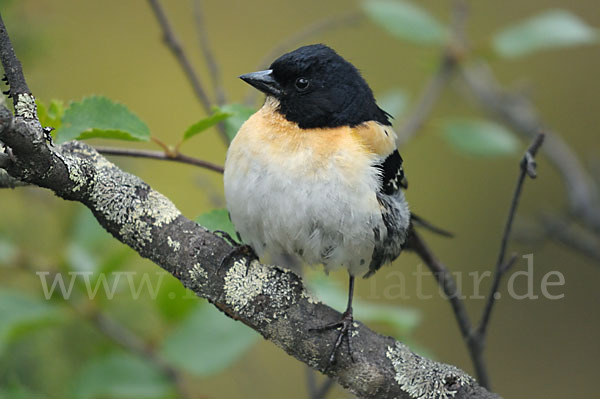 Bergfink (Fringilla montifringilla)