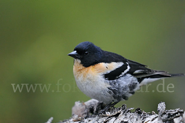 Bergfink (Fringilla montifringilla)